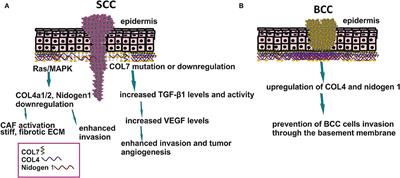 Matrix Effectors in the Pathogenesis of Keratinocyte-Derived Carcinomas